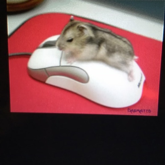 Meet your Posher, Louie - Picture 1 of 1